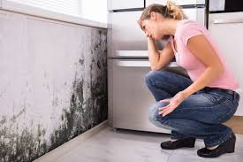 Why You Should Choose Our Mold Remediation Services in Redan, GA